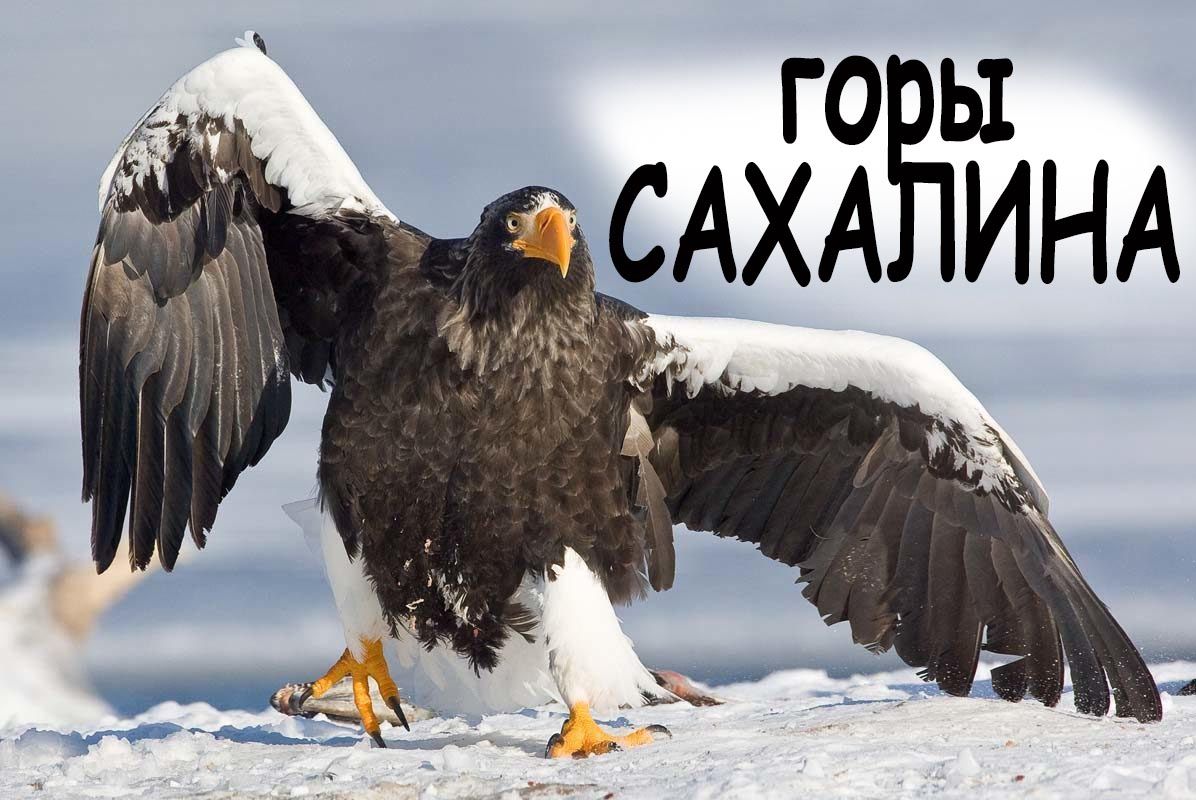 Сахалинский орлан Сахалин. Маршрут, карта с треком, описание дороги ...